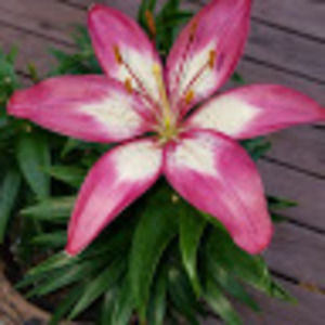 Meet your Posher, Becky